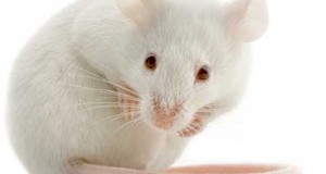 raton en sueños