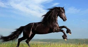 caballo horoscopo chino